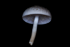 Agaricus moelleri