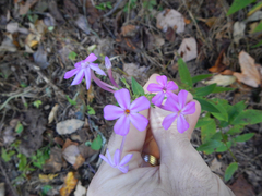 Phlox carolina