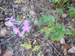 Phlox carolina