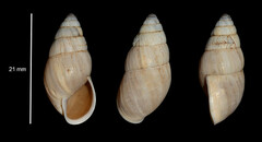 Zebrina detrita