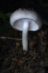 Agaricus moelleri