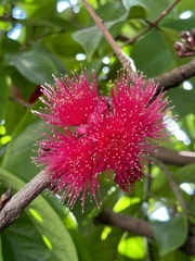 Syzygium malaccense
