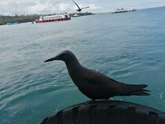 Anous stolidus galapagensis