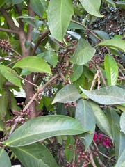 Syzygium malaccense