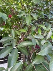 Syzygium malaccense
