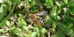 Andrena gravida