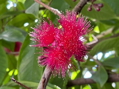 Syzygium malaccense