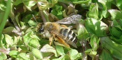 Andrena gravida