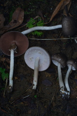 Agaricus moelleri