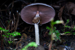 Agaricus moelleri