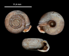 Helicodonta obvoluta