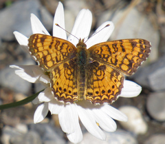 Phyciodes mylitta