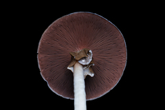 Agaricus moelleri