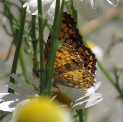 Phyciodes mylitta