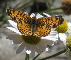 Phyciodes mylitta