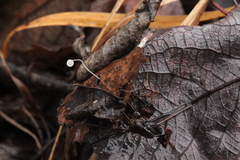 Mycena capillaris