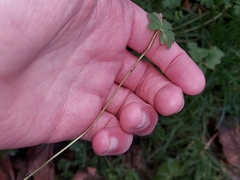 Peronospora conglomerata