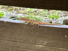 Anolis lineatopus