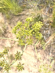 Lichtensteinia lacera