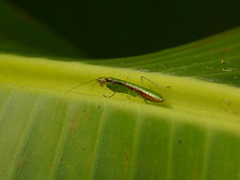 Odontomantis planiceps