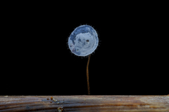 Gloiocephala