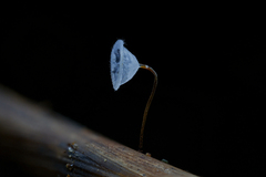 Gloiocephala