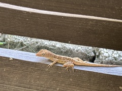 Anolis lineatopus