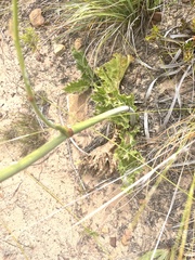 Lichtensteinia lacera