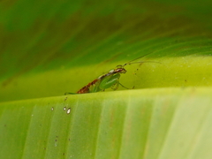 Odontomantis planiceps
