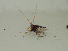 Lecithoceridae