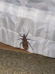 Panstrongylus rufotuberculatus