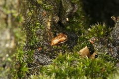 Synanthedon spuleri
