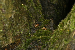Synanthedon spuleri