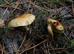 Pholiota mixta