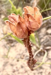 Tritoniopsis antholyza