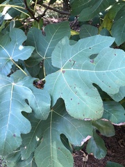 Ficus carica