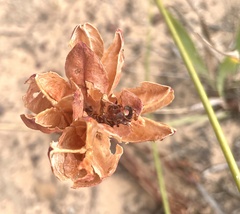 Tritoniopsis antholyza