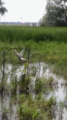 Sterna hirundo