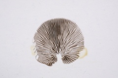 Deconica protea