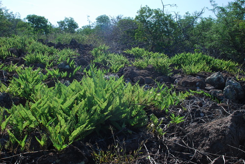 Image of Ipomoea habeliana by (c) Loren Cassin Sackett, some rights reserved (CC BY)