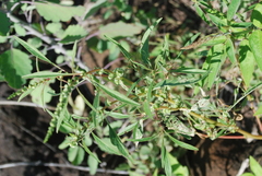 Amaranthus squamulatus