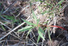 Amaranthus squamulatus