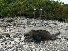 Amblyrhynchus cristatus hassi