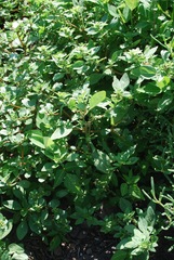Amaranthus anderssonii