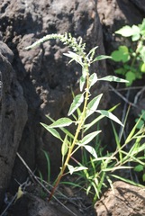 Amaranthus squamulatus