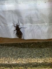 Panstrongylus rufotuberculatus