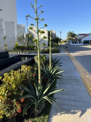Agave desmettiana