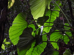 Philodendron ornatum