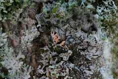 Erythricium aurantiacum