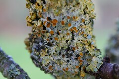 Xanthoriicola physciae